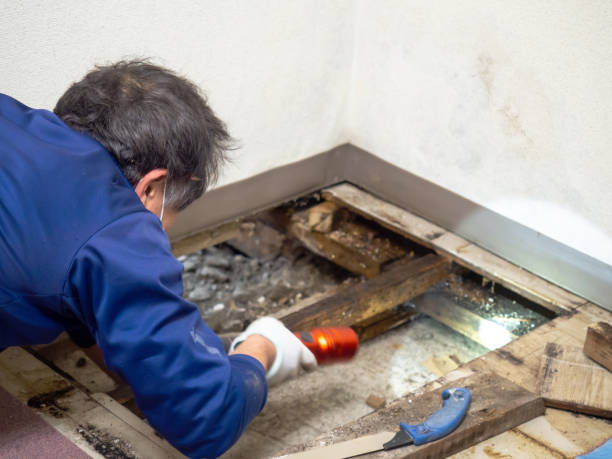 Best Localized Mold Remediation (e.g., coastal areas, humid climates) in Clover Creek, WA