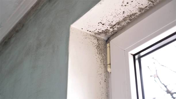 Best Basement Mold Remediation in Clover Creek, WA