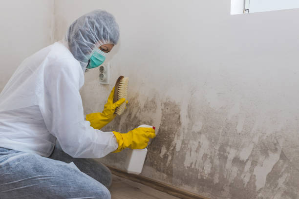 Mold Removal