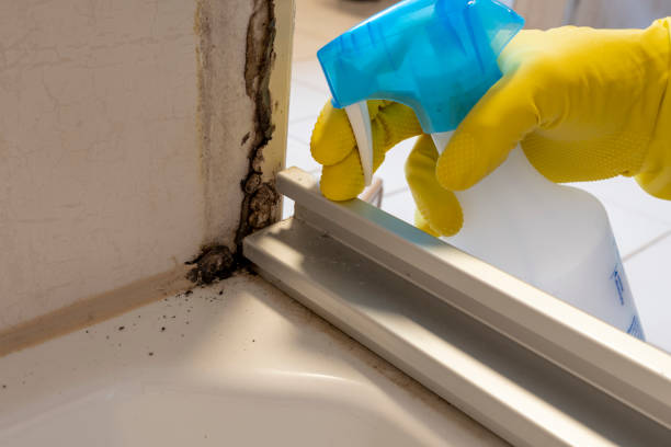 Best Insurance-Related Mold Remediation in Clover Creek, WA