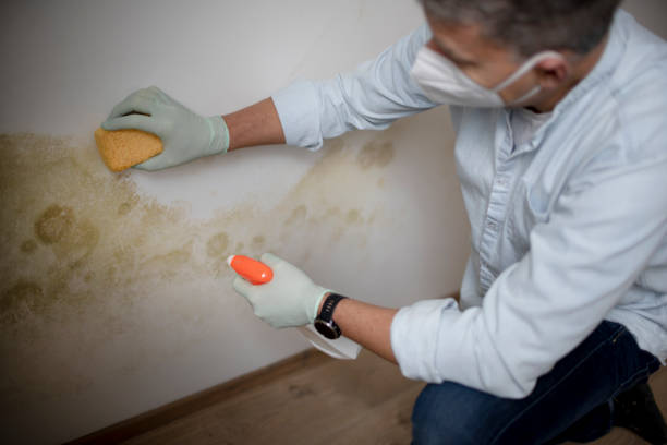 Best Post-Flood Mold Remediation in Clover Creek, WA