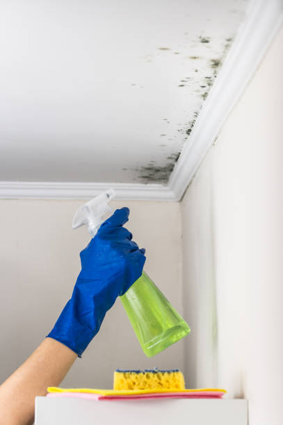 Best Health and Safety Mold Remediation in Clover Creek, WA